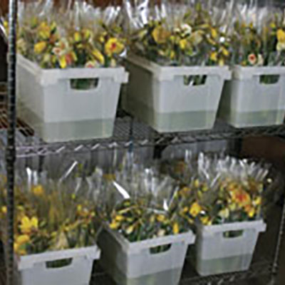 Specialty daffodils start the season